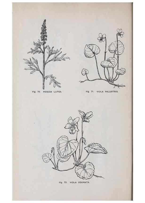 Reproducción/Reproduction 49743253506: The flora of the Liverpool district /. Liverpool :D. Marples & Co.,1902.. 
