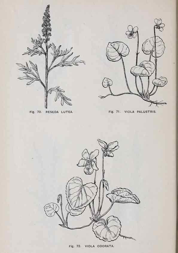 Reproducción/Reproduction 49743253506: The flora of the Liverpool district /. Liverpool :D. Marples & Co.,1902.. 