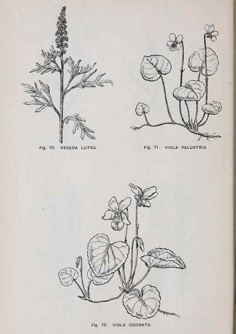 Reproducción/Reproduction 49743253506: The flora of the Liverpool district /. Liverpool :D. Marples & Co.,1902.. 
