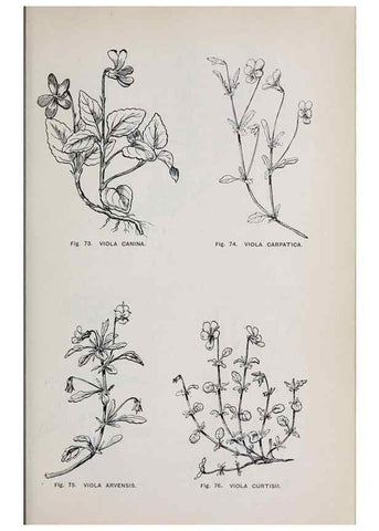 Reproducción/Reproduction 49743575642: The flora of the Liverpool district /. Liverpool :D. Marples & Co.,1902.. 