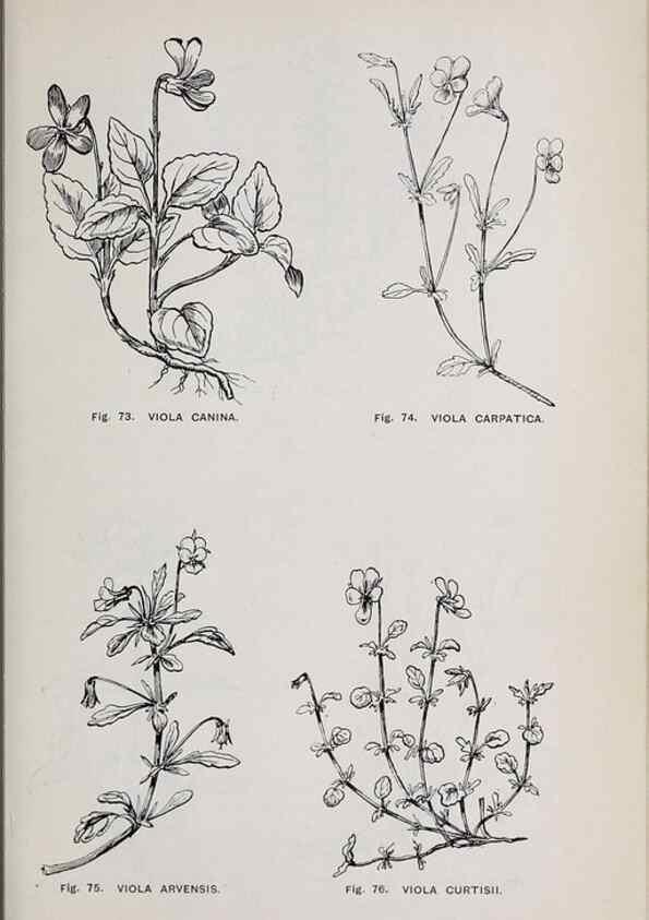 Reproducción/Reproduction 49743575642: The flora of the Liverpool district /. Liverpool :D. Marples & Co.,1902.. 