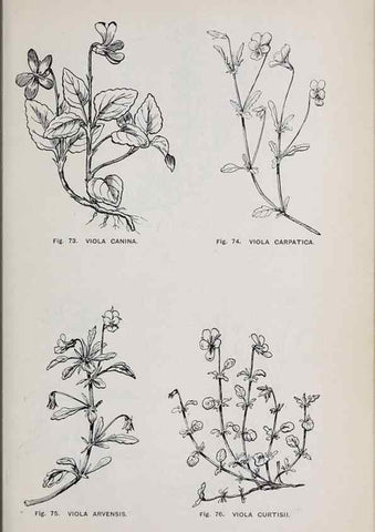Reproducción/Reproduction 49743575642: The flora of the Liverpool district /. Liverpool :D. Marples & Co.,1902.. 