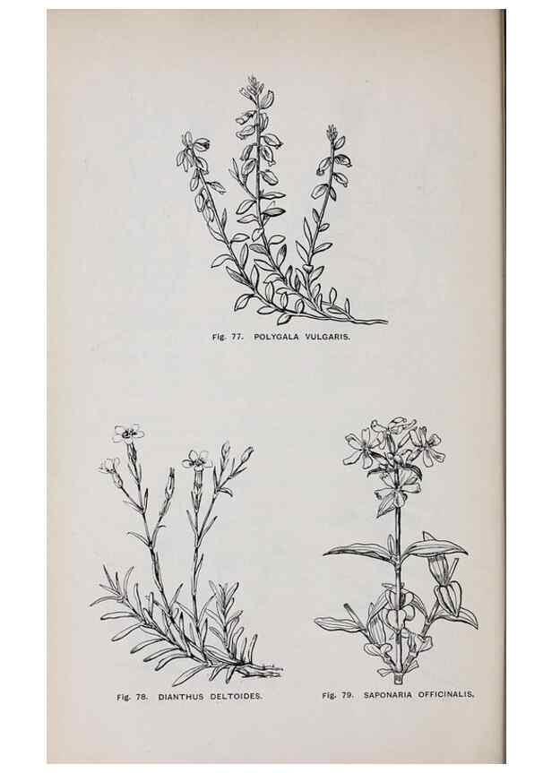 Reproducción/Reproduction 49743254101: The flora of the Liverpool district /. Liverpool :D. Marples & Co.,1902.. 