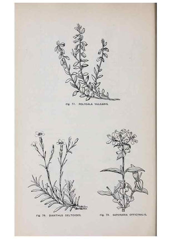 Reproducción/Reproduction 49743254101: The flora of the Liverpool district /. Liverpool :D. Marples & Co.,1902.. 