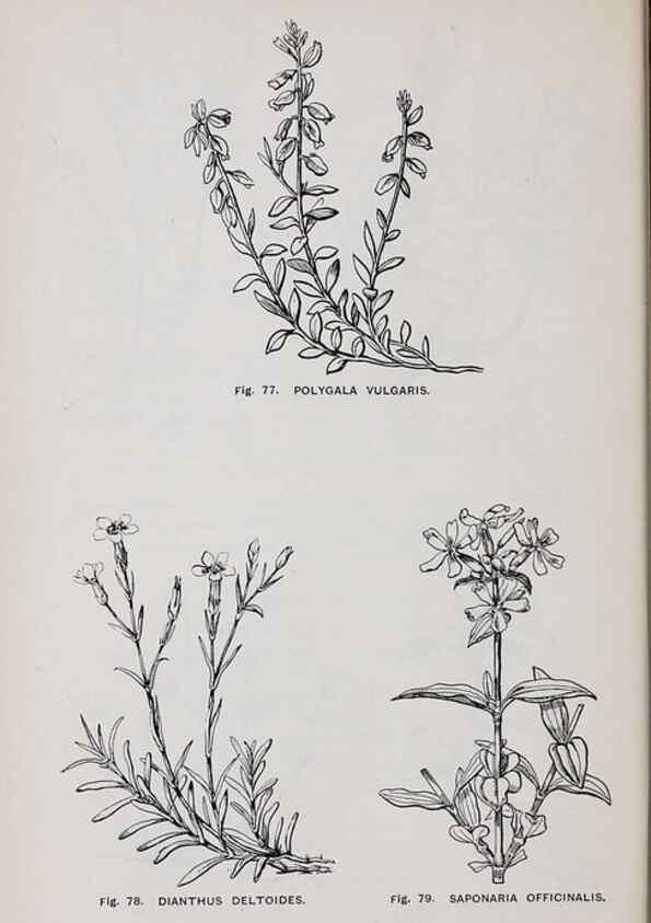 Reproducción/Reproduction 49743254101: The flora of the Liverpool district /. Liverpool :D. Marples & Co.,1902.. 