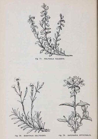 Reproducción/Reproduction 49743254101: The flora of the Liverpool district /. Liverpool :D. Marples & Co.,1902.. 