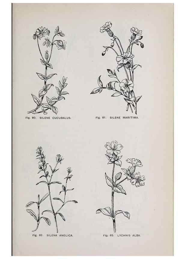 Reproducción/Reproduction 49743576277: The flora of the Liverpool district /. Liverpool :D. Marples & Co.,1902.. 