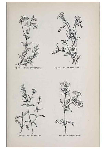 Reproducción/Reproduction 49743576277: The flora of the Liverpool district /. Liverpool :D. Marples & Co.,1902.. 