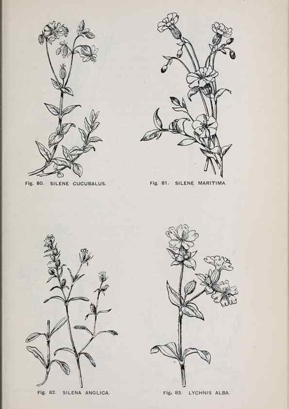 Reproducción/Reproduction 49743576277: The flora of the Liverpool district /. Liverpool :D. Marples & Co.,1902.. 