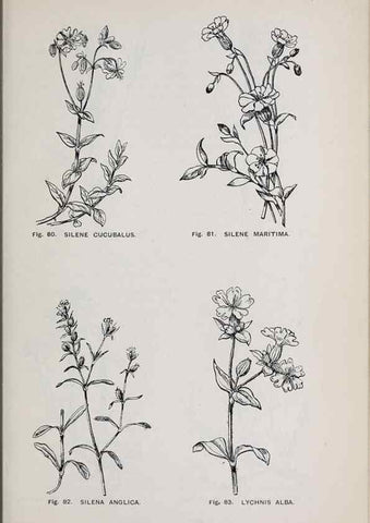 Reproducción/Reproduction 49743576277: The flora of the Liverpool district /. Liverpool :D. Marples & Co.,1902.. 