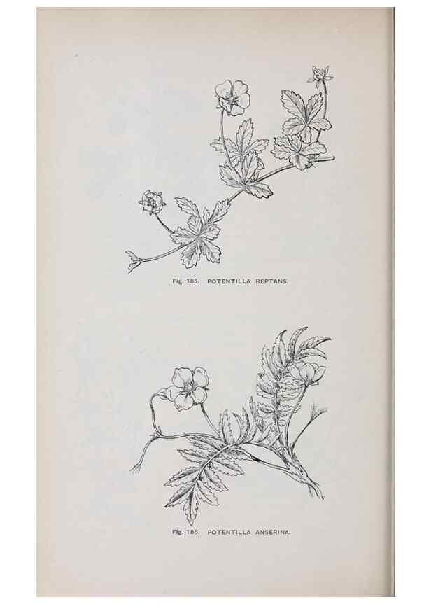 Reproducción/Reproduction 49742712143: The flora of the Liverpool district /. Liverpool :D. Marples & Co.,1902.. 