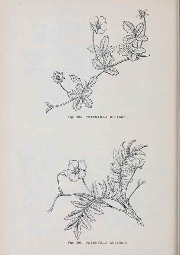 Reproducción/Reproduction 49742712143: The flora of the Liverpool district /. Liverpool :D. Marples & Co.,1902.. 