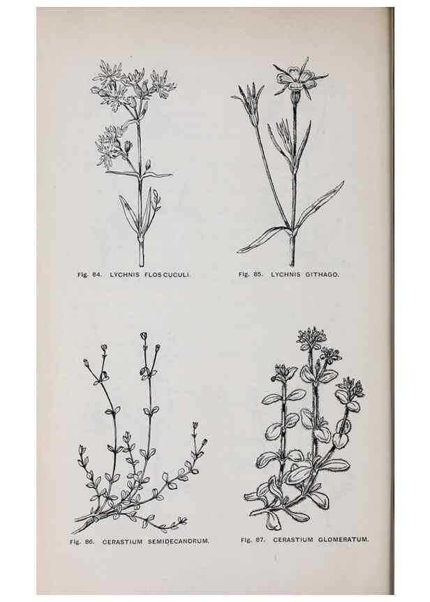 Reproducción/Reproduction 49743254686: The flora of the Liverpool district /. Liverpool :D. Marples & Co.,1902.. 