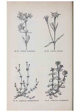 Reproducción/Reproduction 49743254686: The flora of the Liverpool district /. Liverpool :D. Marples & Co.,1902.. 
