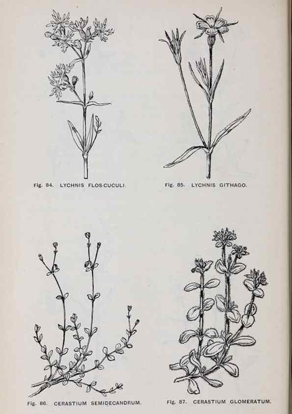 Reproducción/Reproduction 49743254686: The flora of the Liverpool district /. Liverpool :D. Marples & Co.,1902.. 
