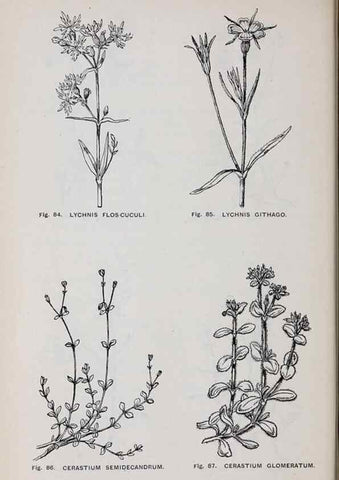 Reproducción/Reproduction 49743254686: The flora of the Liverpool district /. Liverpool :D. Marples & Co.,1902.. 