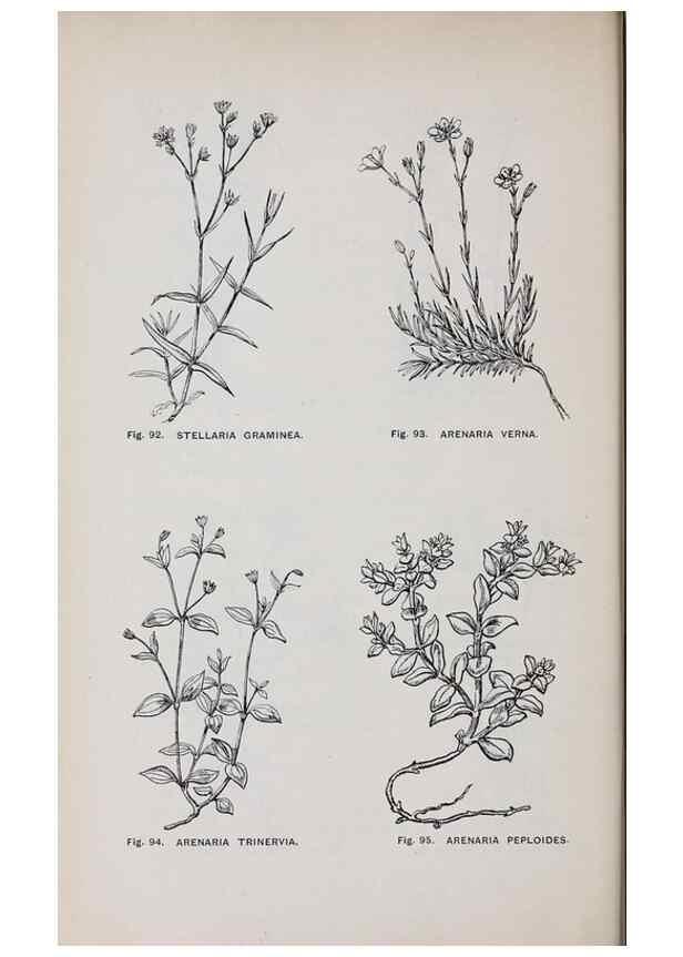 Reproducción/Reproduction 49742705518: The flora of the Liverpool district /. Liverpool :D. Marples & Co.,1902.. 