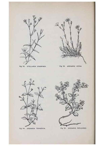 Reproducción/Reproduction 49742705518: The flora of the Liverpool district /. Liverpool :D. Marples & Co.,1902.. 