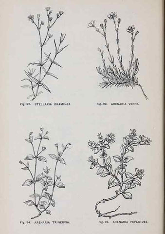 Reproducción/Reproduction 49742705518: The flora of the Liverpool district /. Liverpool :D. Marples & Co.,1902.. 