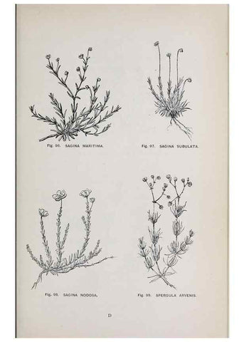 Reproducción/Reproduction 49742705768: The flora of the Liverpool district /. Liverpool :D. Marples & Co.,1902.. 