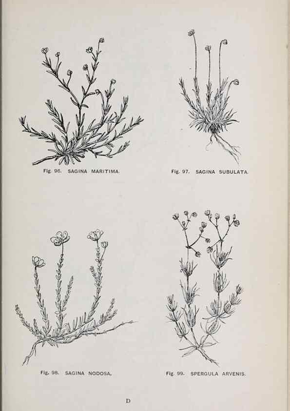 Reproducción/Reproduction 49742705768: The flora of the Liverpool district /. Liverpool :D. Marples & Co.,1902.. 