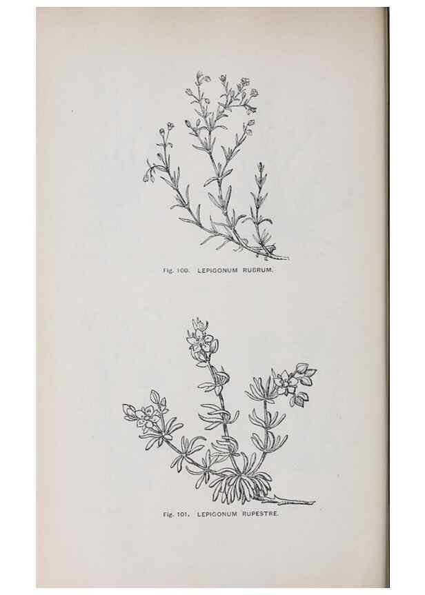 Reproducción/Reproduction 49742705978: The flora of the Liverpool district /. Liverpool :D. Marples & Co.,1902.. 