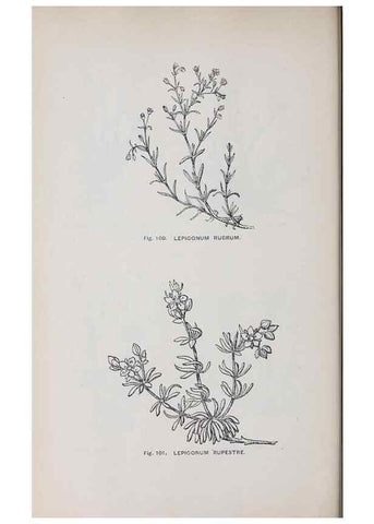 Reproducción/Reproduction 49742705978: The flora of the Liverpool district /. Liverpool :D. Marples & Co.,1902.. 