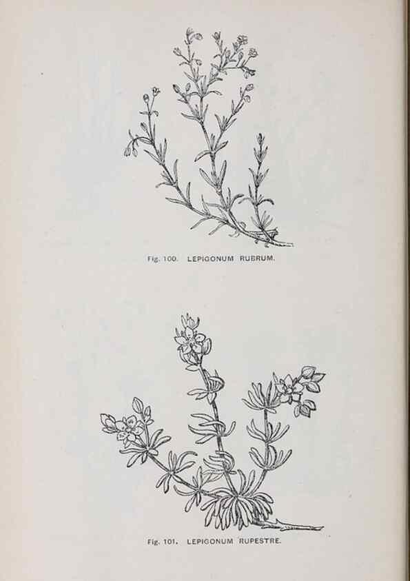 Reproducción/Reproduction 49742705978: The flora of the Liverpool district /. Liverpool :D. Marples & Co.,1902.. 