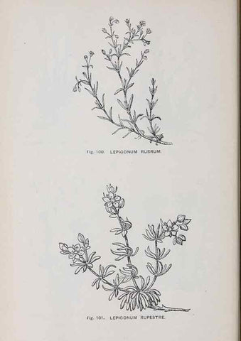 Reproducción/Reproduction 49742705978: The flora of the Liverpool district /. Liverpool :D. Marples & Co.,1902.. 