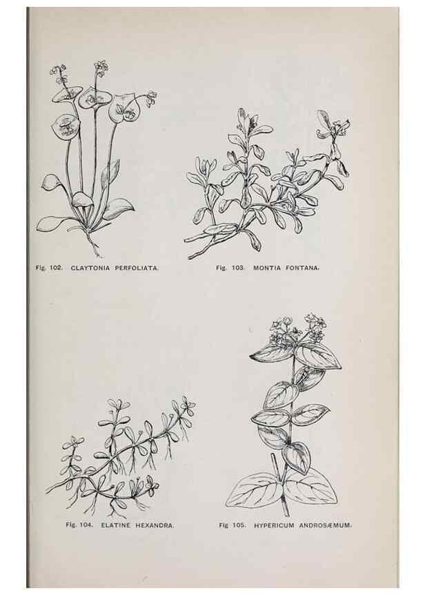 Reproducción/Reproduction 49743577647: The flora of the Liverpool district /. Liverpool :D. Marples & Co.,1902.. 