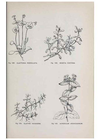 Reproducción/Reproduction 49743577647: The flora of the Liverpool district /. Liverpool :D. Marples & Co.,1902.. 