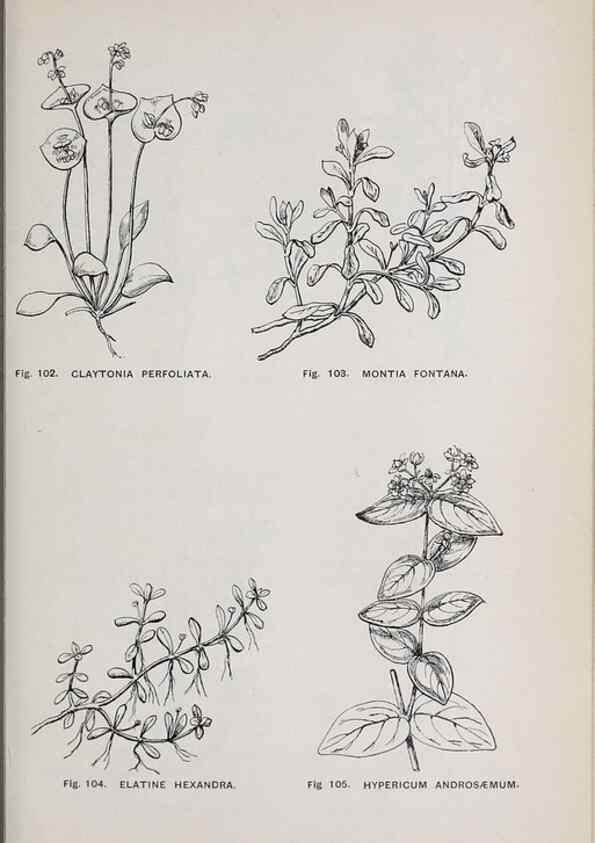 Reproducción/Reproduction 49743577647: The flora of the Liverpool district /. Liverpool :D. Marples & Co.,1902.. 