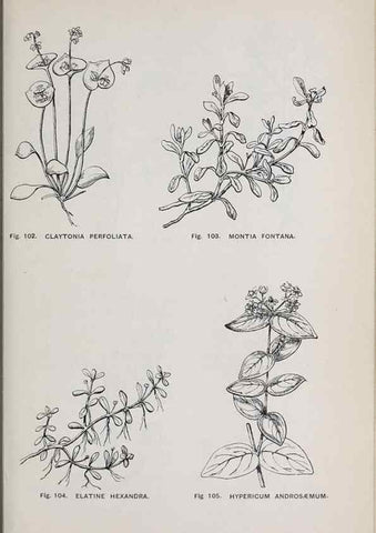 Reproducción/Reproduction 49743577647: The flora of the Liverpool district /. Liverpool :D. Marples & Co.,1902.. 