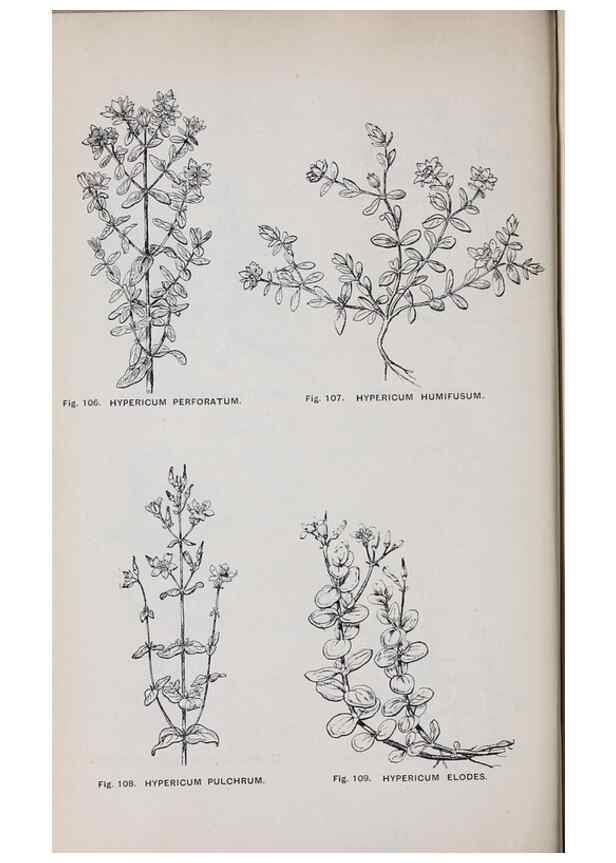 Reproducción/Reproduction 49742706383: The flora of the Liverpool district /. Liverpool :D. Marples & Co.,1902.. 