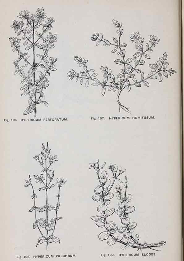 Reproducción/Reproduction 49742706383: The flora of the Liverpool district /. Liverpool :D. Marples & Co.,1902.. 