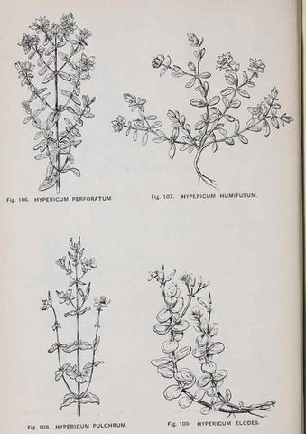 Reproducción/Reproduction 49742706383: The flora of the Liverpool district /. Liverpool :D. Marples & Co.,1902.. 