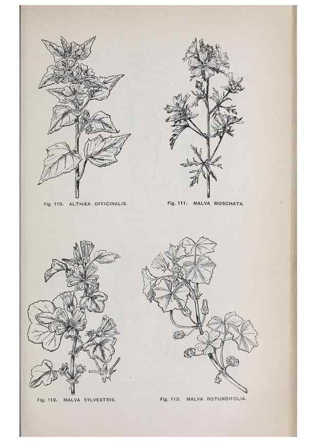 Reproducción/Reproduction 49742706578: The flora of the Liverpool district /. Liverpool :D. Marples & Co.,1902.. 