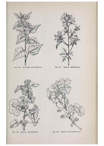 Reproducción/Reproduction 49742706578: The flora of the Liverpool district /. Liverpool :D. Marples & Co.,1902.. 