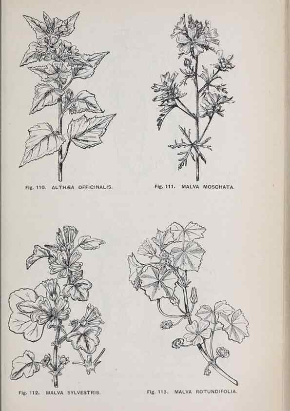 Reproducción/Reproduction 49742706578: The flora of the Liverpool district /. Liverpool :D. Marples & Co.,1902.. 