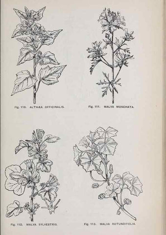 Reproducción/Reproduction 49742706578: The flora of the Liverpool district /. Liverpool :D. Marples & Co.,1902.. 