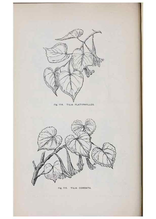 Reproducción/Reproduction 49743578202: The flora of the Liverpool district /. Liverpool :D. Marples & Co.,1902.. 