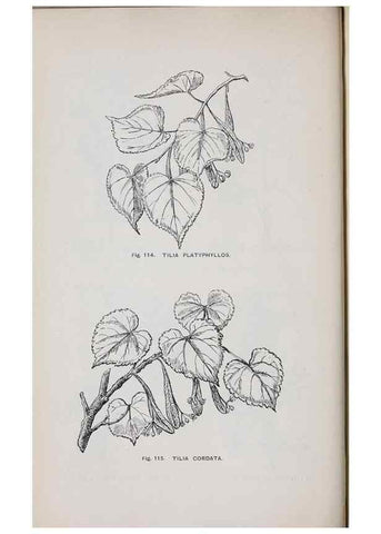 Reproducción/Reproduction 49743578202: The flora of the Liverpool district /. Liverpool :D. Marples & Co.,1902.. 