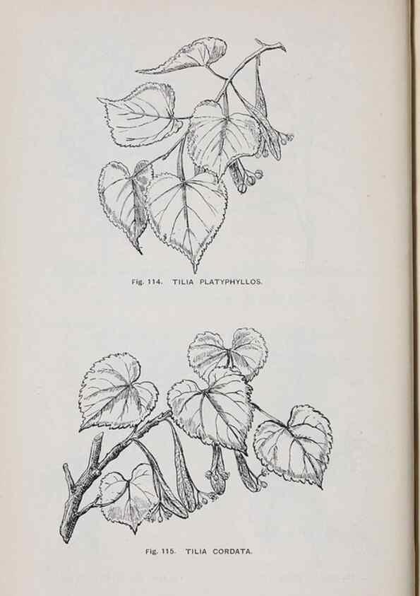 Reproducción/Reproduction 49743578202: The flora of the Liverpool district /. Liverpool :D. Marples & Co.,1902.. 