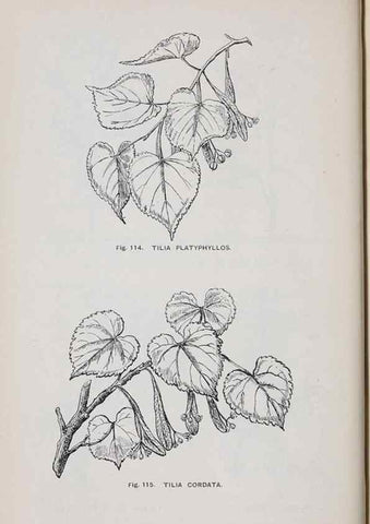 Reproducción/Reproduction 49743578202: The flora of the Liverpool district /. Liverpool :D. Marples & Co.,1902.. 