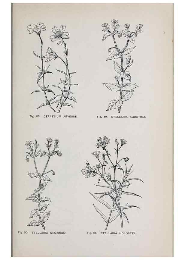 Reproducción/Reproduction 49742705383: The flora of the Liverpool district /. Liverpool :D. Marples & Co.,1902.. 