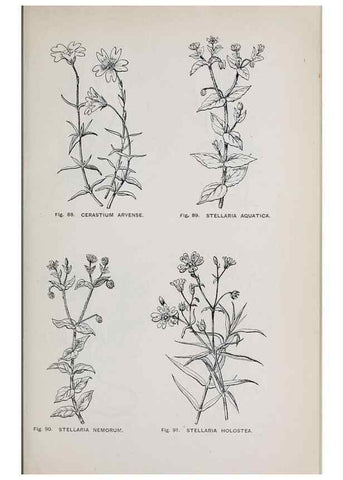 Reproducción/Reproduction 49742705383: The flora of the Liverpool district /. Liverpool :D. Marples & Co.,1902.. 