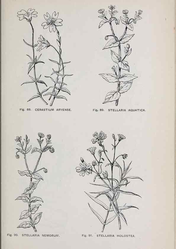 Reproducción/Reproduction 49742705383: The flora of the Liverpool district /. Liverpool :D. Marples & Co.,1902.. 
