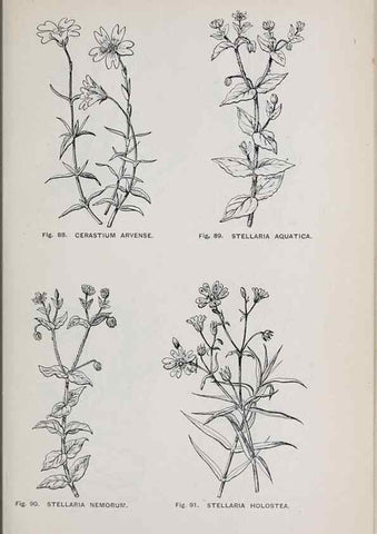 Reproducción/Reproduction 49742705383: The flora of the Liverpool district /. Liverpool :D. Marples & Co.,1902.. 