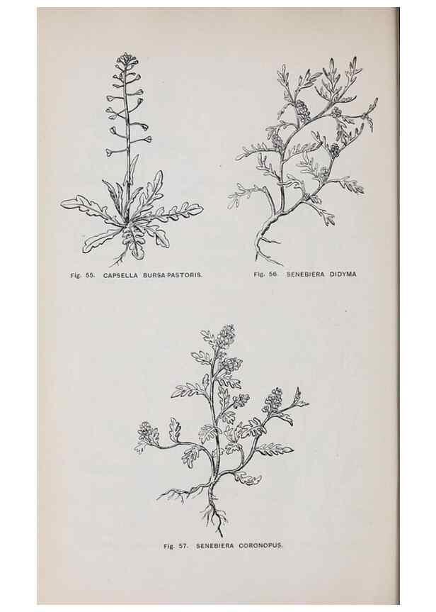 Reproducción/Reproduction 49743574352: The flora of the Liverpool district /. Liverpool :D. Marples & Co.,1902.. 