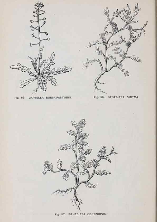 Reproducción/Reproduction 49743574352: The flora of the Liverpool district /. Liverpool :D. Marples & Co.,1902.. 
